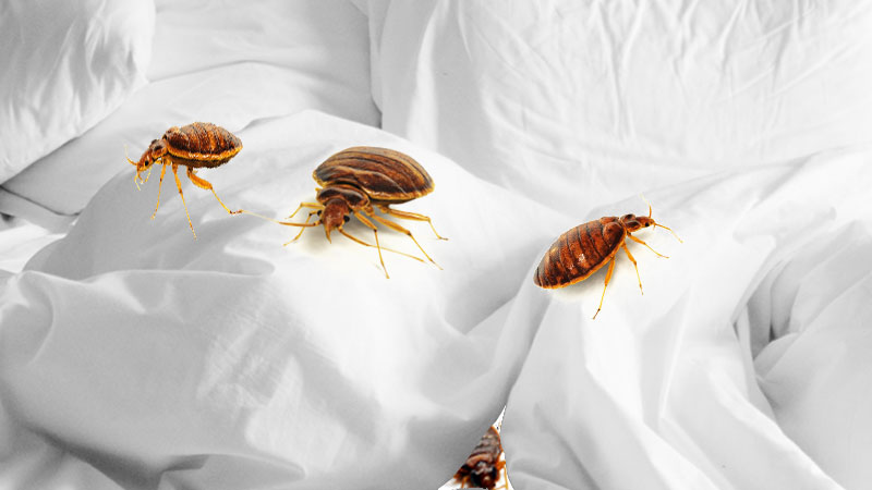 Bed bugs