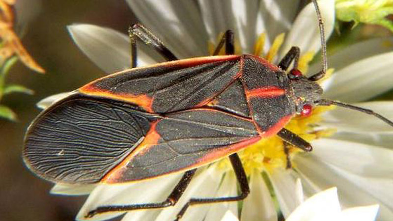 Box Elder Bugs