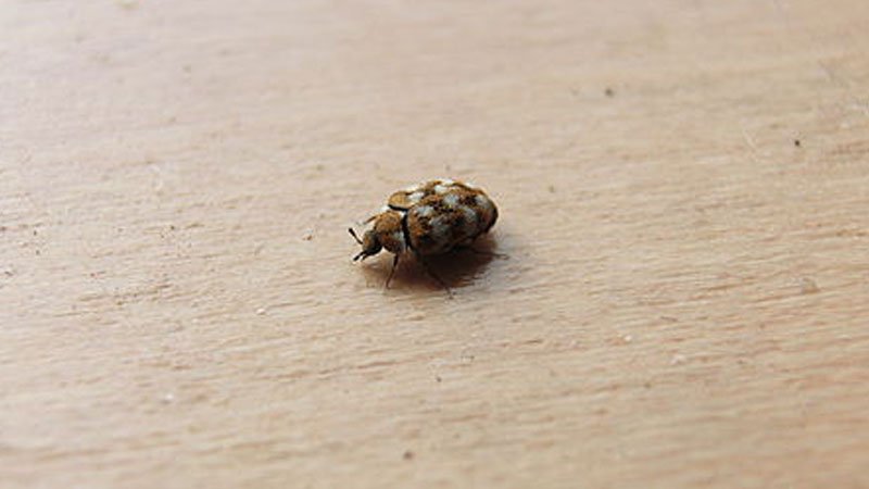 Carpet Beetle