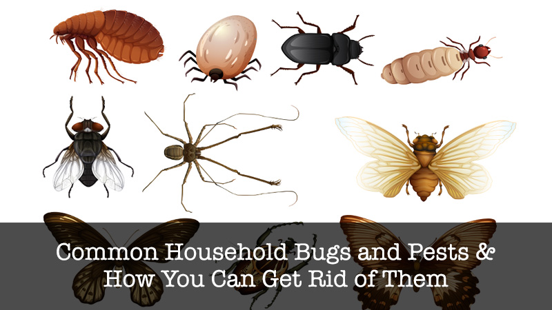 Common Household Bugs and Pests