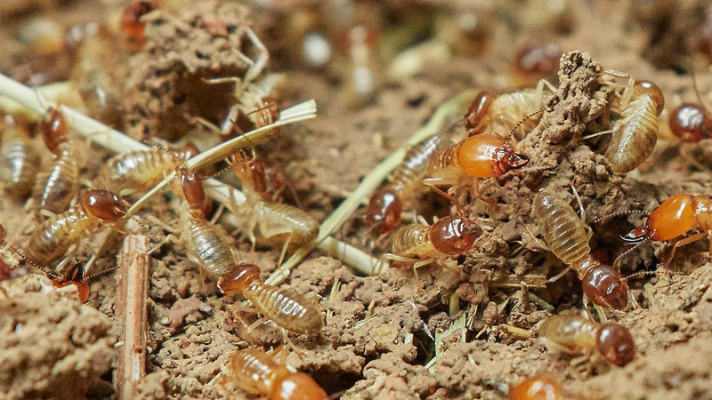 Termites