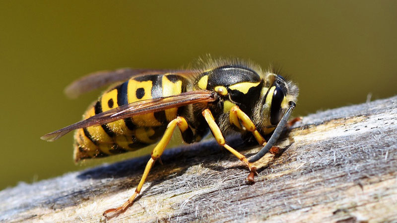 Wasps