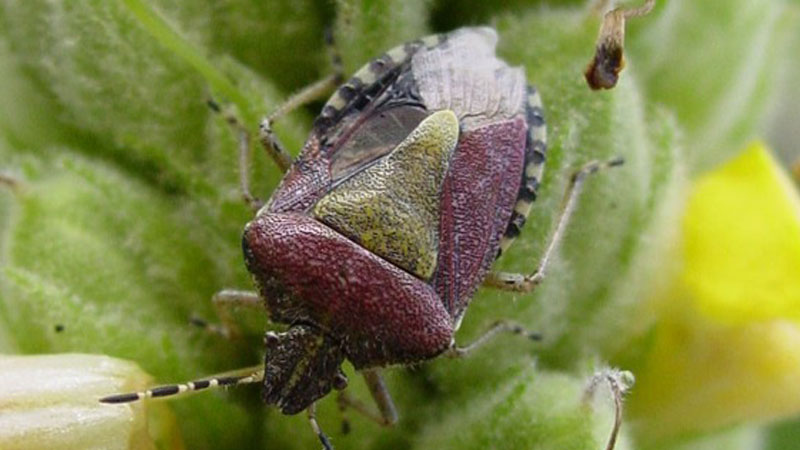 Stink Bug