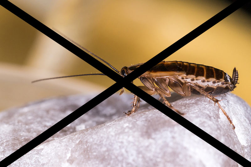 Tips for keeping your house pest-Free 