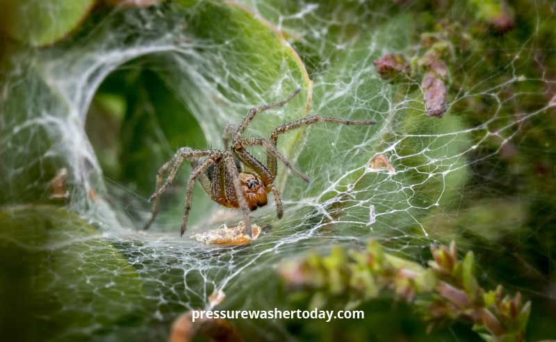 Nature of spider