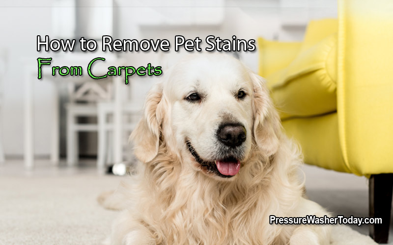 how-to-remove-pet-stains-from-carpets