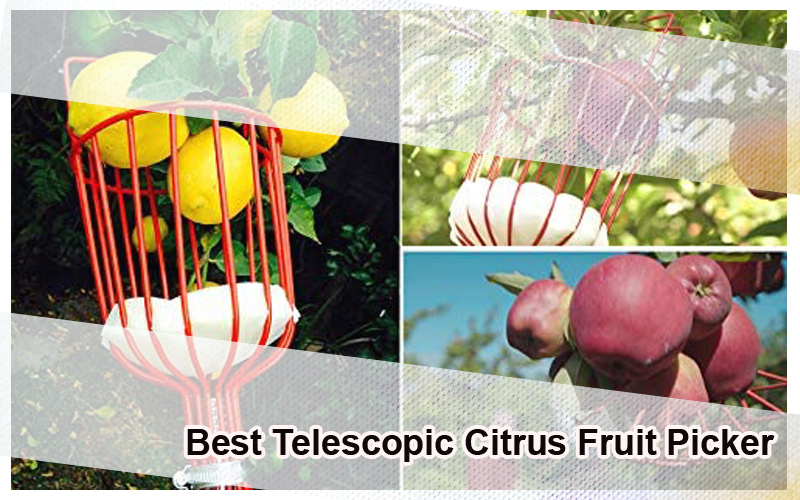 Best-Telescopic-Citrus-Fruit-Picker