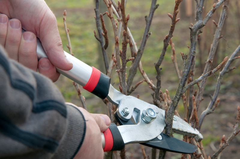 Pruning Your Citrus Tree